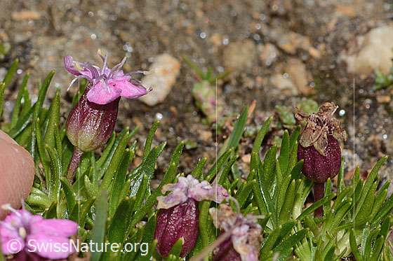 Photo: Silene acaulis. Height: 14mm. Blossom. View from the side.
