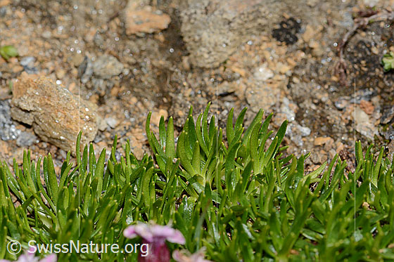 Photo: Silene acaulis. Leaves.
