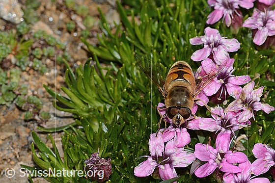 Photo: Eristalis tenax on Silene acaulis. View from top front.