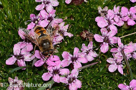 Photo: Eristalis tenax on Silene acaulis. View from above.