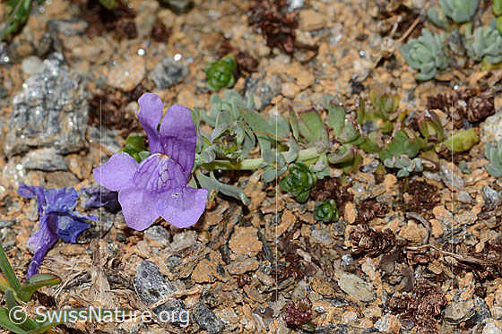 Photo: Linaria alpina. Length: 3cm. Whole plant (habiti).