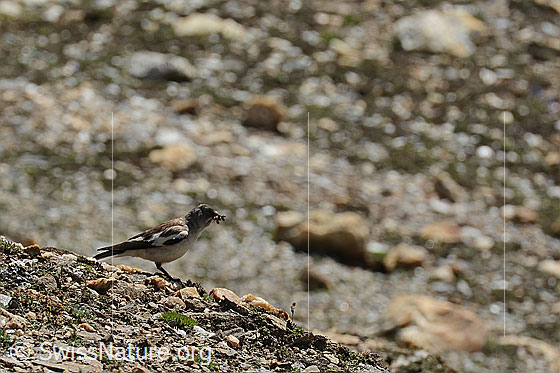 Photo: Montifringilla nivalis. View from the side. The bird carries numerous caterpillars in its beak.