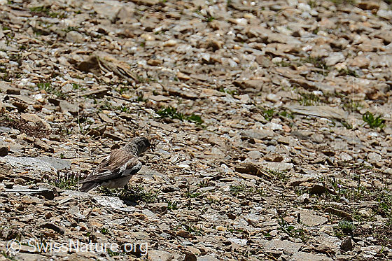 Photo: Montifringilla nivalis. View from side back. The bird carries numerous caterpillars in its beak.