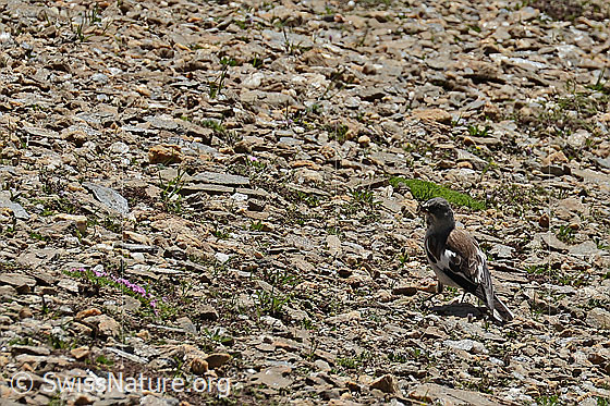 Photo: Montifringilla nivalis. View from side back.