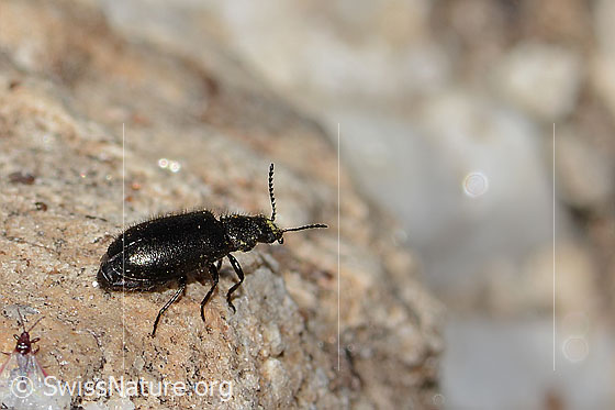 Foto: Dasytes obscurus (Wollhaarkäfer). Länge 5mm. Ansicht von der Seite.