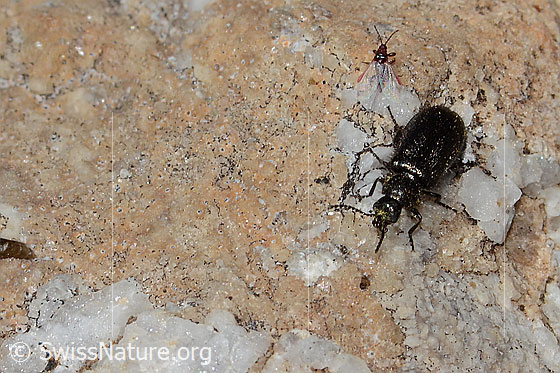 Photo: Dasytes obscurus. Length 5mm. View from top front.