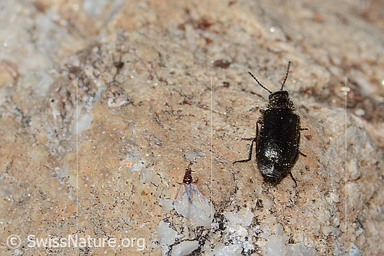 Photo: Dasytes obscurus. Length 5mm. View from behind top.