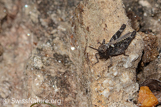 Photo: Gomphocerus sibiricus. Length 10mm. Nymph stage 3. View from the front top side.