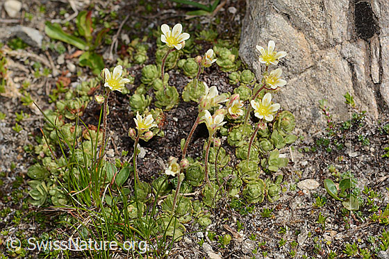 Foto: Gefurchter Steinbrech (Saxifraga exarata). Ganze Pflanze (Habitus). Höhe: 5cm. Ansicht von schräg oben.