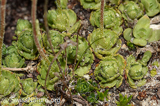 Foto: Gefurchter Steinbrech (Saxifraga exarata). Blattrosettchen und Stängel.