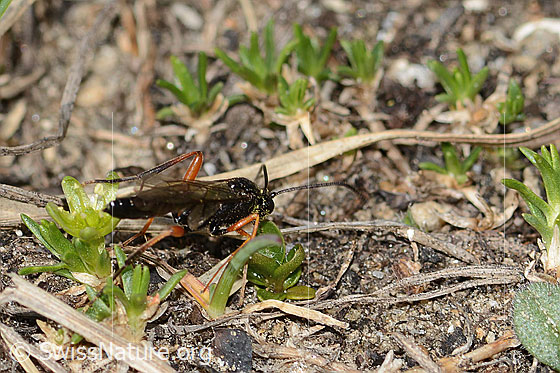 Photo: Probably Pimpla rufipes on Minuartia sedoides. Length 11mm. Male. View from the side.