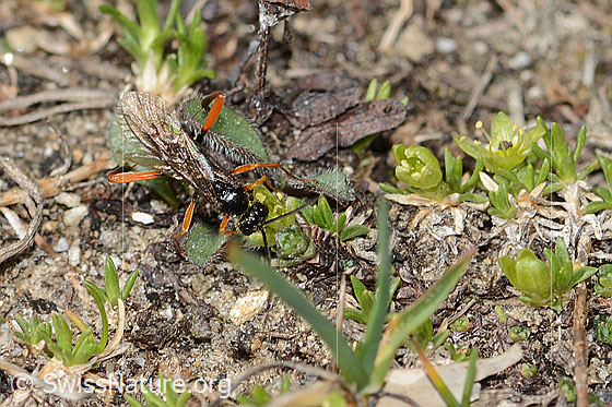 Photo: Probably Pimpla rufipes on Minuartia sedoides. Length 11mm. Male. View from above.