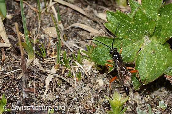 Photo: Probably Pimpla rufipes. Length 11mm. Male. View from above.