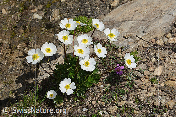 Foto: Alpen-Hahnenfuss (Ranunculus alpestris). Höhe: 8cm. Ganze Pflanze (Habitus).