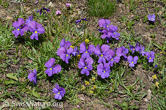 Foto: Langsporniges Stiefmütterchen (Viola calcarata). Ganze Pflanze (Habitus).