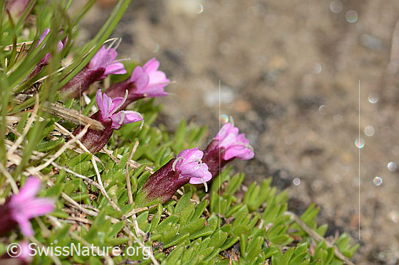 Photo: Silene acaulis. Blossoms and leaves.