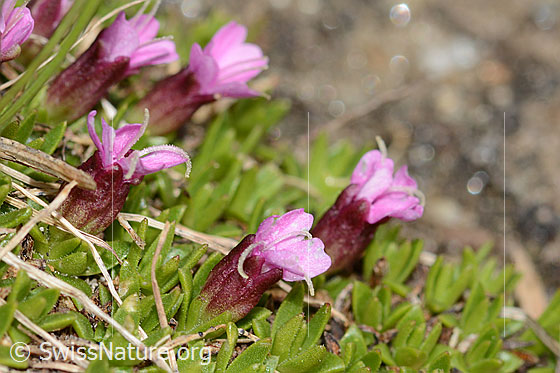 Foto: Kalk-Polsternelke (Silene acaulis). Höhe: 7mm.  Blüten und Blätter.