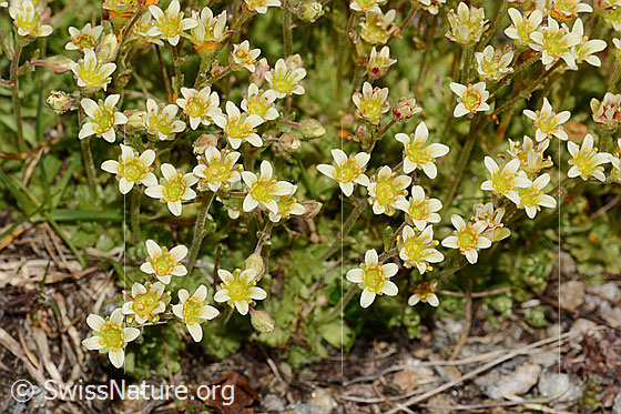 Foto: Gefurchter Steinbrech (Saxifraga exarata). Blüten.