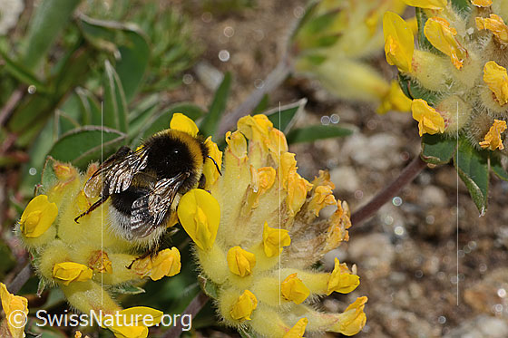 Foto: Heide-Erdhummel (Bombus cryptarum) an Alpen-Wundklee (Anthyllis vulneraria ssp. alpestris). Länge 16mm. Ansicht von oben.