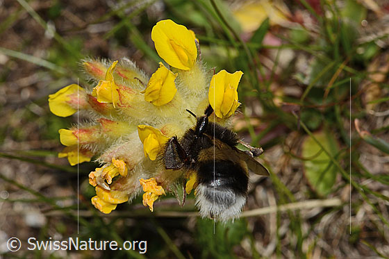 Foto: Heide-Erdhummel (Bombus cryptarum) an Alpen-Wundklee (Anthyllis vulneraria ssp. alpestris). Länge 16mm. Ansicht von hinten.