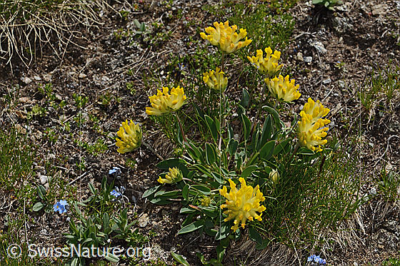 Foto: Alpen-Wundklee (Anthyllis vulneraria ssp. alpestris). Ganze Pflanze (Habitus).