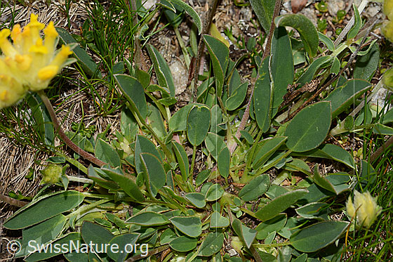 Foto: Alpen-Wundklee (Anthyllis vulneraria ssp. alpestris). Blätter und Stängel.