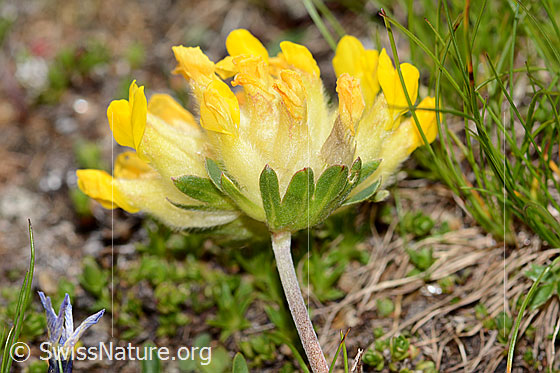 Foto: Alpen-Wundklee (Anthyllis vulneraria ssp. alpestris). Stängel, Kelchblätter und Blüte.