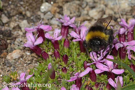 Foto: Heide-Erdhummel (Bombus cryptarum) auf Kalk-Polsternelke (Silene acaulis). Länge 9 - 20mm. Ansicht von vorne.