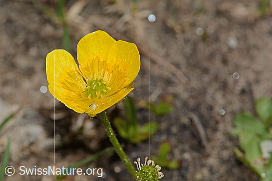 Foto: Wahrscheinlich Berg-Hahnenfuss (Ranunculus montanus). Blüte. Ansicht von oben.