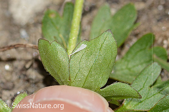 Photo: Ranunculus montanus. Leaf underside.