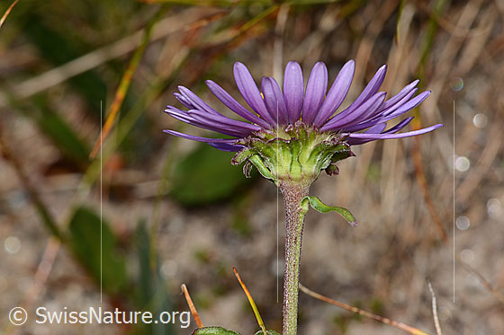 Photo: Aster alpinus. Blossom, calyx and stem.