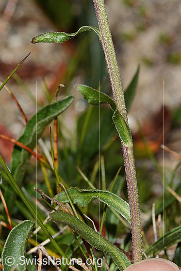 Photo: Aster alpinus. Stem and stem leaves.