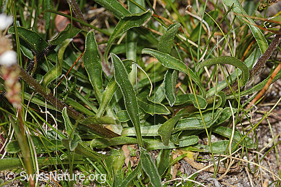 Photo: Aster alpinus. Leaves.