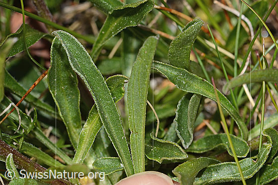 Photo: Aster alpinus. Leaf top. Leaf underside.