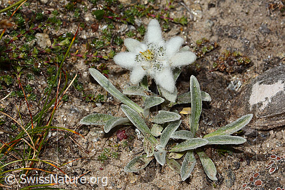 Foto: Edelweiss (Leontopodium alpinum). Ganze Pflanze (Habitus).