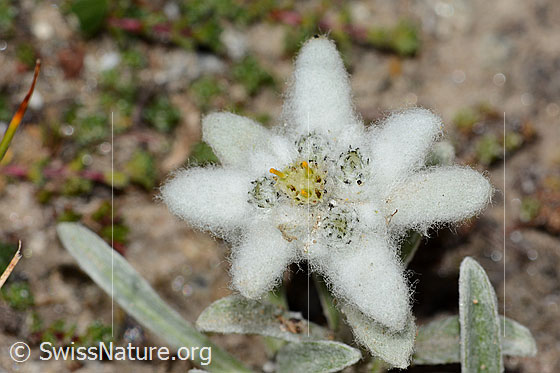 Foto: Edelweiss (Leontopodium alpinum). Blüte. Durchmesser: 2cm.