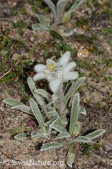 Foto: Edelweiss (Leontopodium alpinum). Höhe: 3cm. Ganze Pflanze (Habitus).