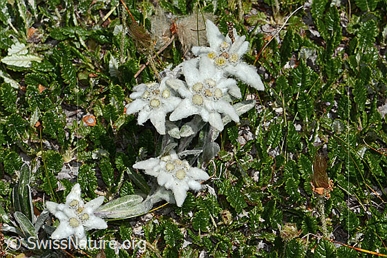 Foto: Edelweiss (Leontopodium alpinum). Gruppe mit mehreren Exemplaren.