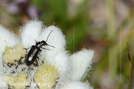 Foto: Dasytes obscurus (Wollhaarkäfer) auf Edelweiss (Leontopodium alpinum). Länge 5mm. Ansicht von oben.