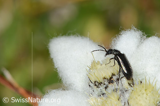 Photo: Dasytes obscurus on Leontopodium alpinum. Length 5mm. View from side back.