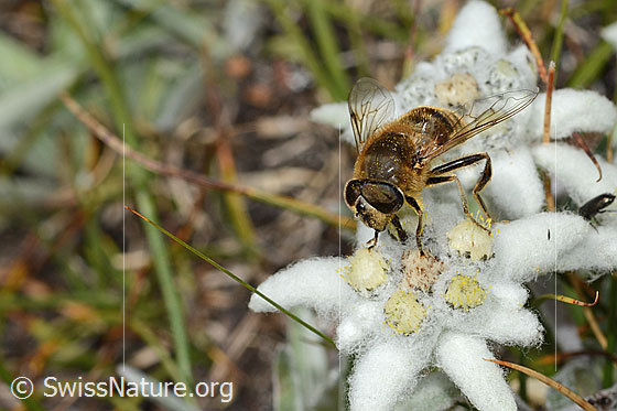 Photo: Eristalis tenax on Leontopodium alpinum. View from the front top side.