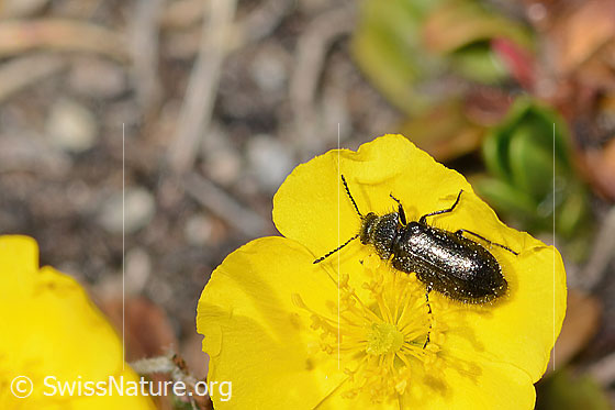 Photo: Dasytes obscurus on Helianthemum alpestre. Length 5mm. View from above.