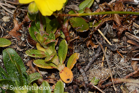 Foto: Wahrscheinlich Alpen-Sonnenröschen (Helianthemum alpestre). Blätter und Stängel.