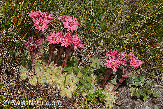 Foto: Spinnweb-Hauswurz (Sempervivum arachnoideum). Ganze Pflanze (Habitus).