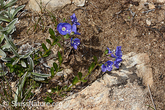 Foto: Felsen-Ehrenpreis (Veronica fruticans). Ganze Pflanze (Habitus).