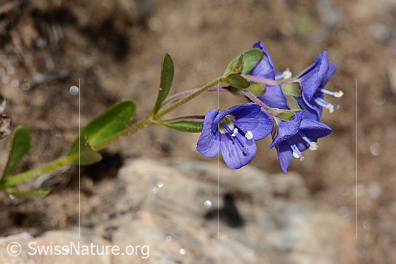 Foto: Felsen-Ehrenpreis (Veronica fruticans). Blüten.