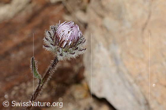 Photo: Erigeron uniflorus. Noch closede blossom and stem.