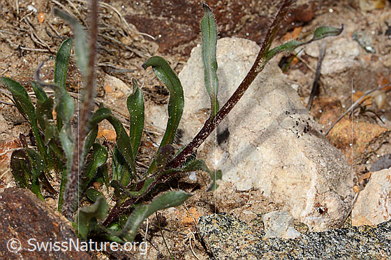 Photo: Erigeron uniflorus. Stem and leaves.
