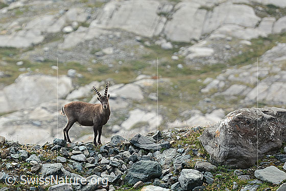 Foto: Steinbock (Capra ibex) auf Moräne.
Familie: Bovidae (Hornträger)
Gattung: Capra (Ziegen)