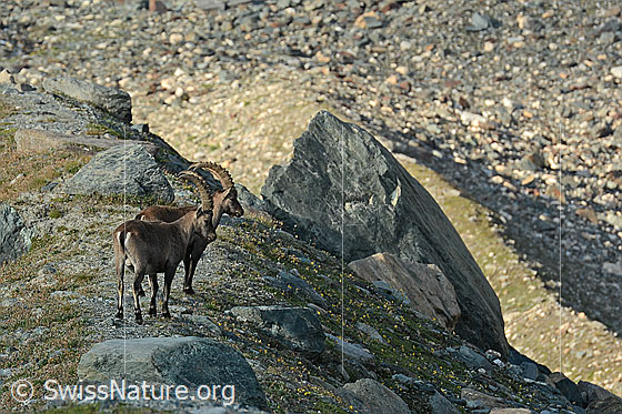 Photo: Two Capra ibex.